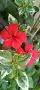 Hibiscus variegata, снимка 1 - Стайни растения - 45696024