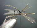 Изкуствени мухи - щурец, снимка 12