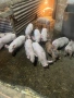 Продавам малки прасенца прасета, снимка 2