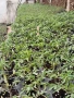 Продавам готов разсад домати краставици и др. , снимка 3