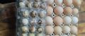 Домашни яйца от кокошки и пъдпъдъци, снимка 1 - Други - 45666835