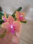 Орхидея буда трежър ароматна , снимка 1