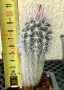 Кактус Echinocereus CANUS, снимка 3