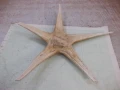Звезда морска - 7, снимка 4