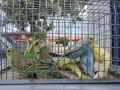 продавам млади вълнисти папагали 2024, снимка 1 - Папагали - 46010548