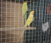 Папагали Малък Александър /двойка, снимка 1
