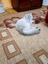 Сибирска котка , снимка 8