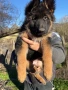 Немска овчарка с дълъг косъм с родословие , снимка 13