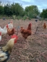 Кокошки, снимка 8