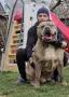 American bully xl, снимка 1