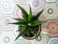 тропическо растение, снимка 1 - Стайни растения - 45451423