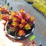 Червен седум Пурпурна Зима, Sedum spirium " Purpur Winter ", снимка 5