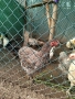 3 чифта от кокошки Брама, снимка 2