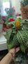 Афеландра, снимка 1 - Стайни растения - 46007329