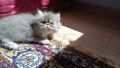 Персийски котенца , снимка 2