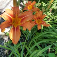 Хемерокалис, снимка 7 - Градински цветя и растения - 36103682