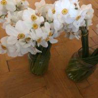 Продавам луковици от Бели нарциси, снимка 1 - Градински цветя и растения - 45115725