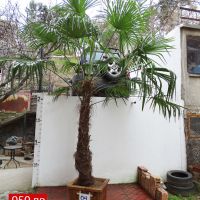 Студоустойчиви палми Трахикарпус в дървени саксии, снимка 12 - Градински цветя и растения - 44961425