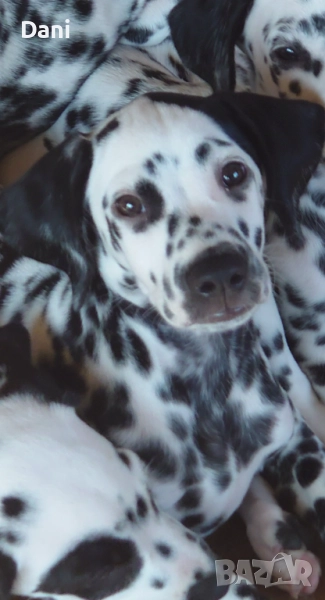 Момиченце далматин, снимка 1