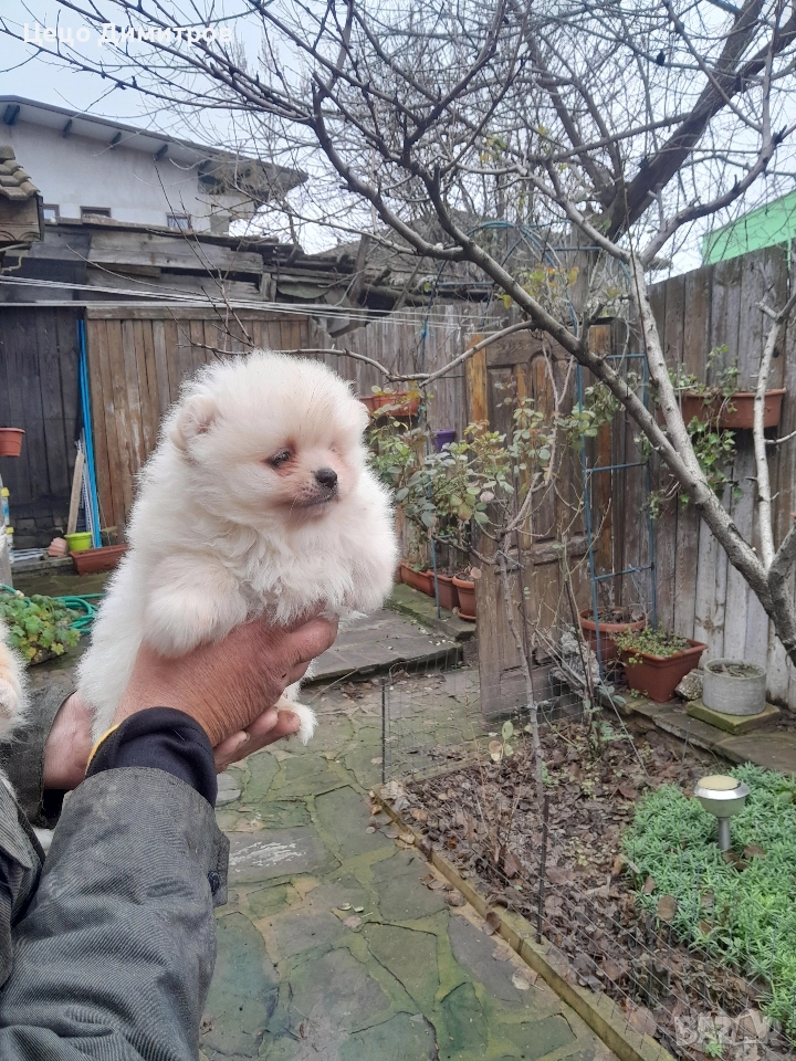 померанчета , снимка 1