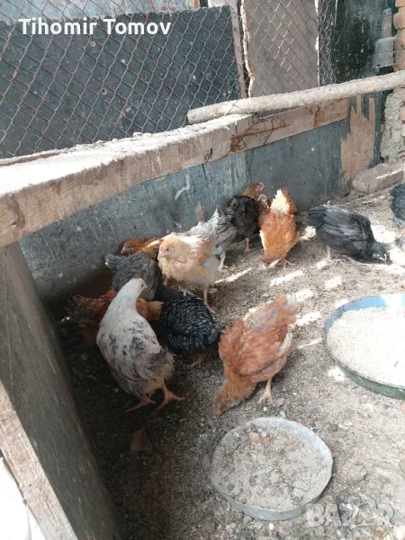 продавам ярки , снимка 1