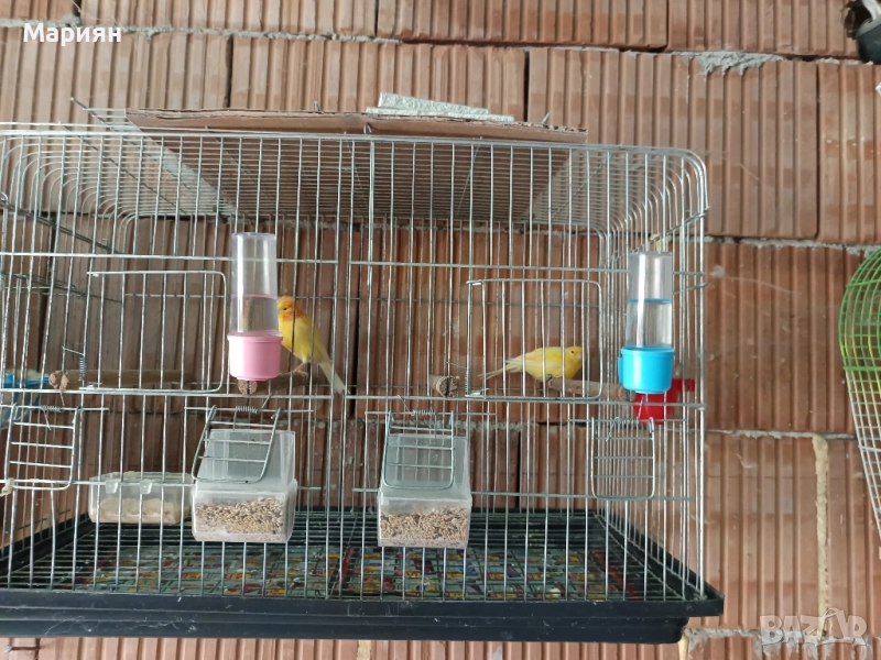 канари Орфей , снимка 1