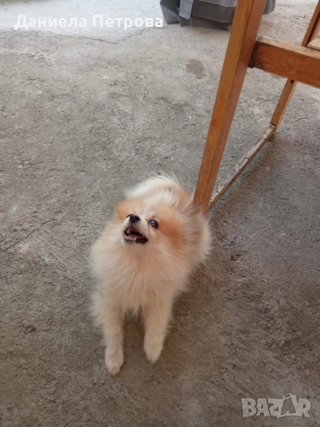 Женско померанче на три месеца с всички ваксини, паспорт и обезпаразитено, снимка 1