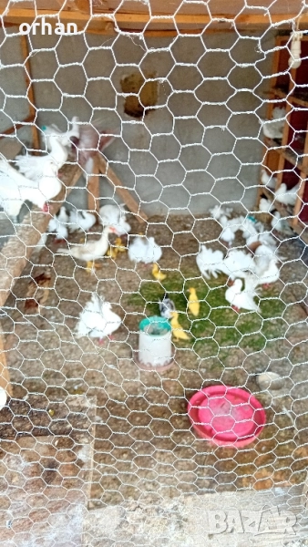 фенери за даване, снимка 1