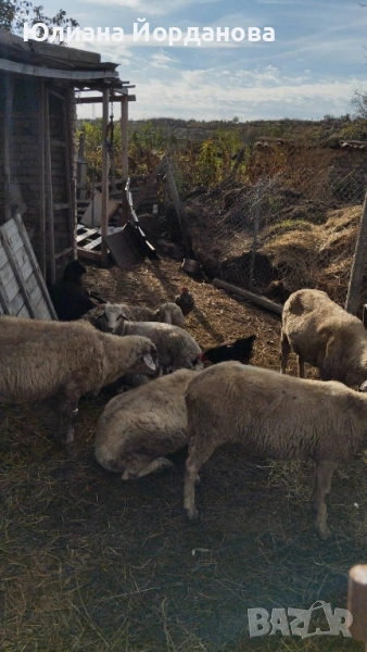 четири овце бременни, снимка 1