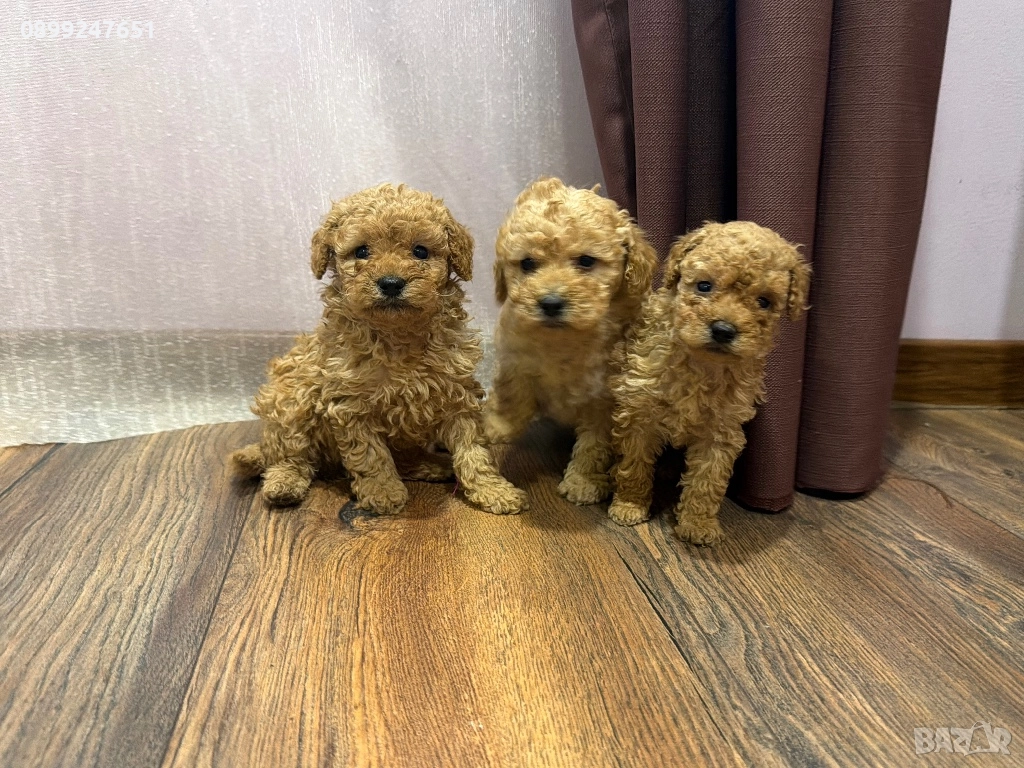 Пудел той , снимка 1