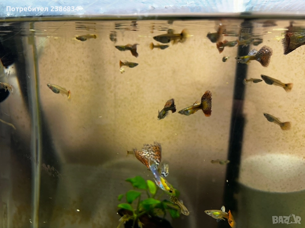 Подарявам Гупи, снимка 1