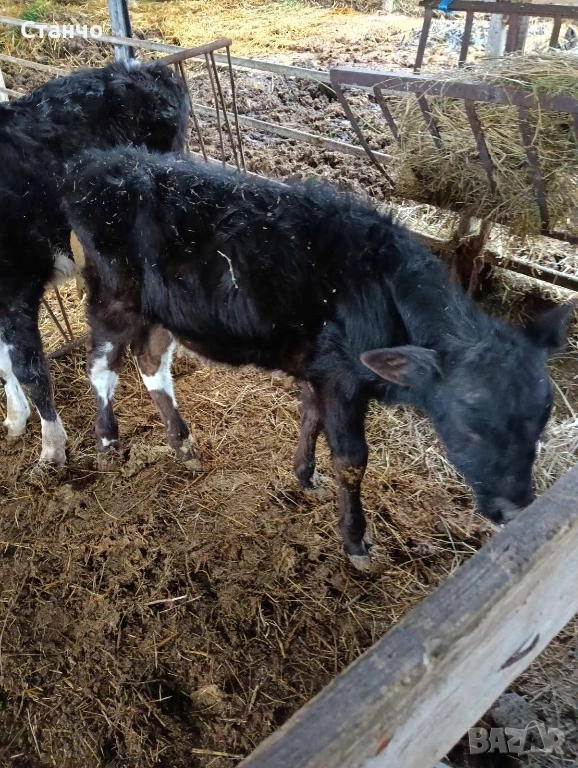Продавам 2 мъжки телета, снимка 1