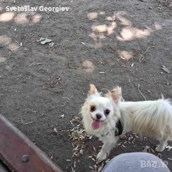 чихуахуа , снимка 1