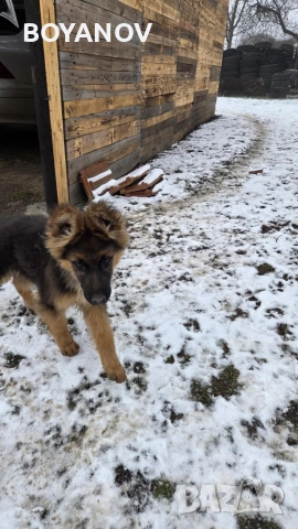 Продава немска овчарка женска, снимка 2 - Немска овчарка - 53807234