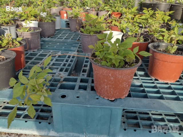 Къпини и малини, снимка 7 - Градински цветя и растения - 54222842