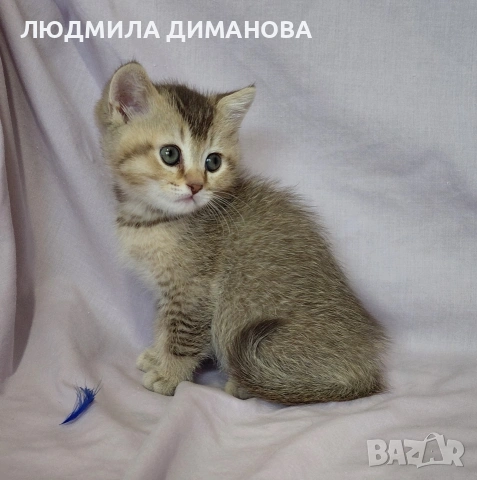 Шотландско мъжко златна чинчила , снимка 6 - Британска късокосместа - 53580083