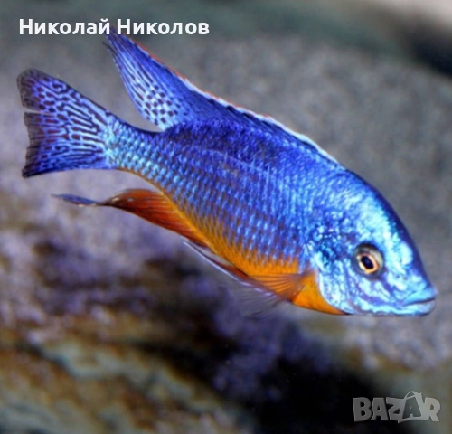 Африкански Цихлиди Малави, снимка 7 - Рибки - 51768254