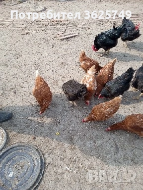 кокошки, снимка 3 - Кокошки и пуйки - 53858497