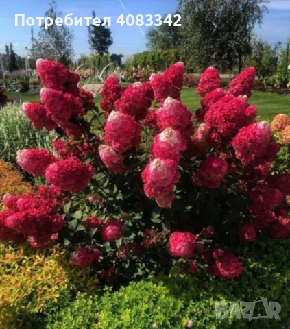 Хортензия за слънце, снимка 5 - Градински цветя и растения - 54139787