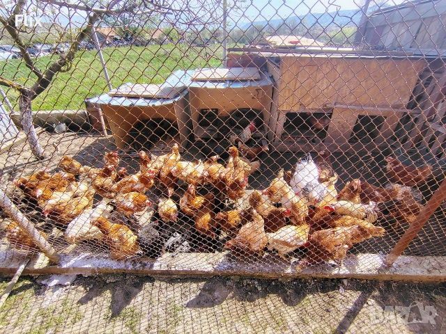 кокошки, снимка 4 - Кокошки и пуйки - 54252198