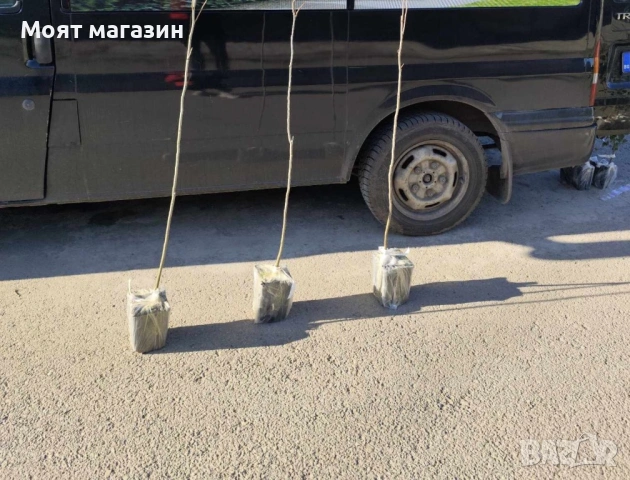 Орех Пекан - Pecan nuts, снимка 11 - Градински цветя и растения - 53631711