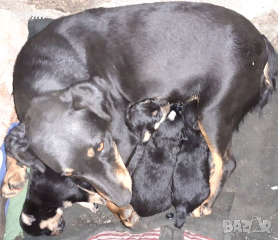 Ягдтериери, снимка 18 - Ягдтериер - 53523678