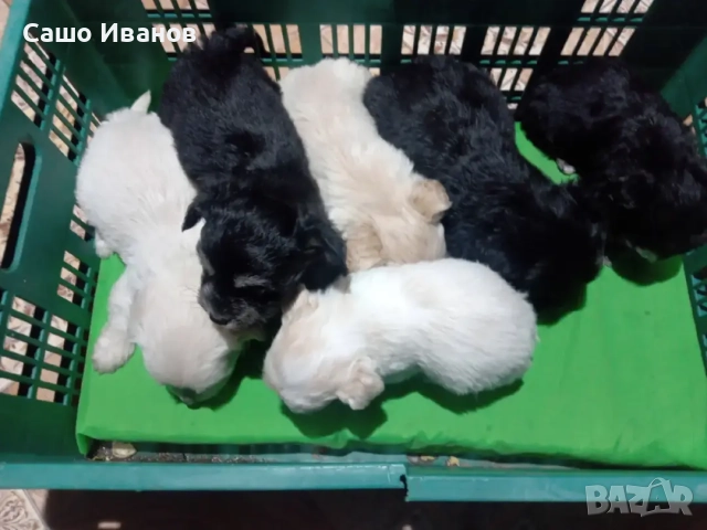 Малтийска Болонка , снимка 3 - Болонка - 52592322