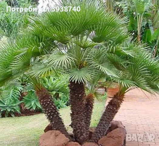 Студоустойчива Палма Хамеропс Chamaerops humilis, снимка 8 - Градински цветя и растения - 48353687