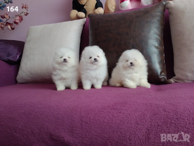 Чисто бели мини Померани. Реални снимки !, снимка 2 - Померан - 53877287