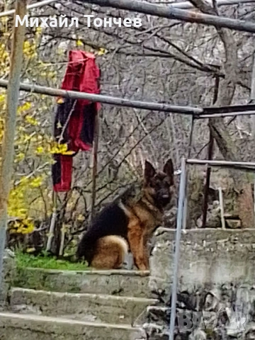 Много едра мъжка Немска овчарка – 2 години, отличен пазач