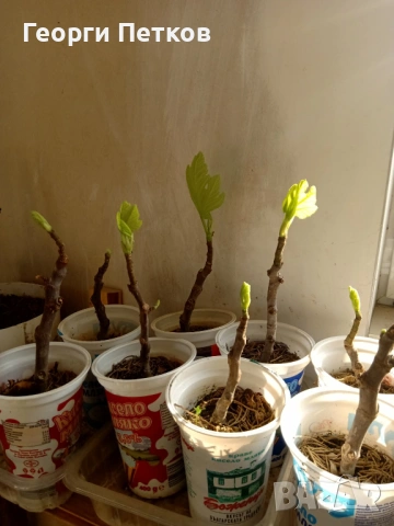 Смокини разсад в кофичка, с височина 20-25см., снимка 5 - Градински цветя и растения - 53882518