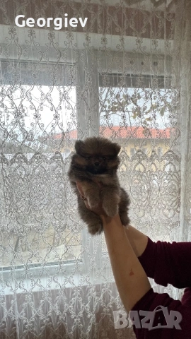 Померан , снимка 2 - Померан - 53066933
