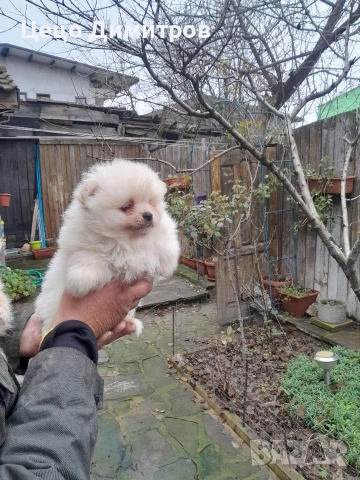 померанчета , снимка 2 - Померан - 52590550