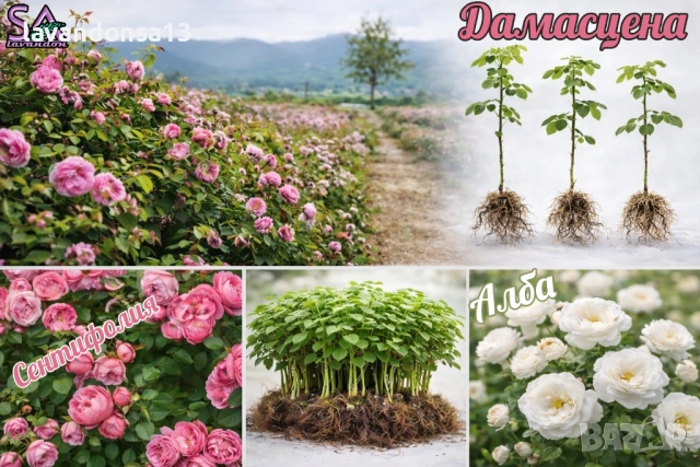 Разсад Лавандула Севтополис, Лавандин и Маслодайна Роза | Директно от производител, снимка 9 - Разсади - 30787134